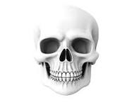 skull